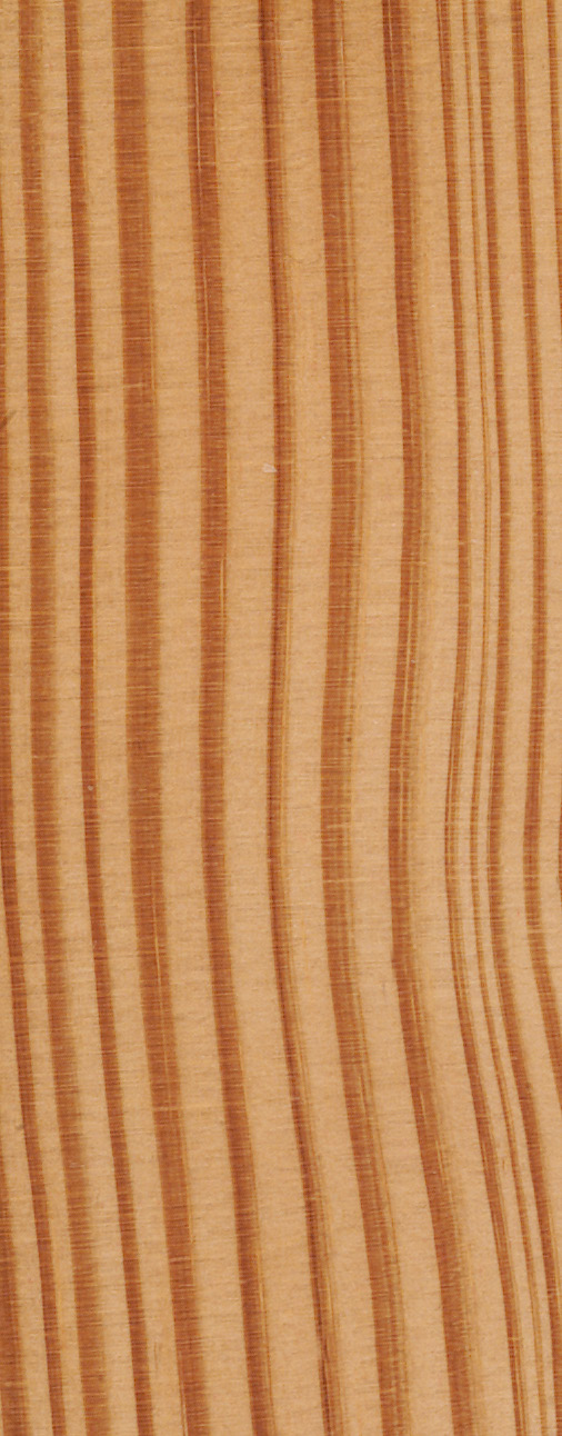 Southern Yellow Pines Definition und Merkmale