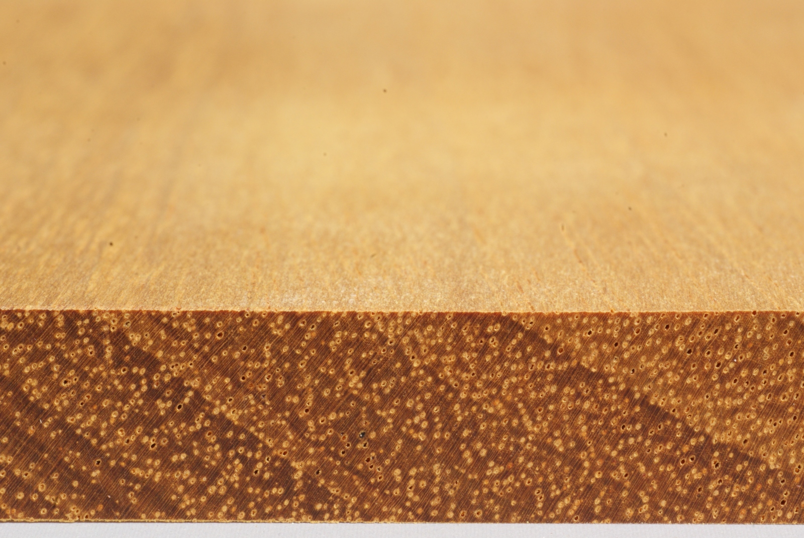 Bilinga Merkmale & Eigenschaften Holz vom Fach