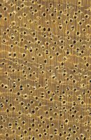 Limba (Terminalia superba, helles Holz) – Querschnitt (ca. 12x)
