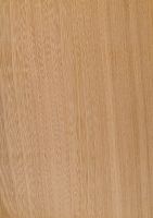 Ulme/Rüster (Ulmus sp.): Tangentiale Oberfläche (natürliche Größe)