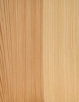 Kiefer (Pinus sylvestris): Radiale Oberfläche (natürliche Größe)