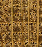 Roteiche im Querschnitt (ca. 12-fach) mit deutlichem Unterschied in der Ausbildung der Spätholzporen gegenüber der Weißeiche
