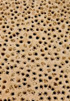 Rattan (Calamus spp.): Querschnitt (ca. 12x)
© Thünen