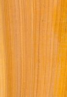 Chakté-viga (Coulteria platyloba): radiale Oberfläche (natürliche Größe)
© Thünen