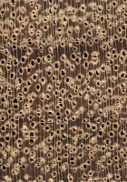 Mandioqueira (Qualea sp.): Querschnitt (ca. 12x)
© Thünen-Institut