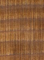 Western Red Cedar (Thuja plicata) – Querschnitt (ca. 12x)
© Thünen-Institut