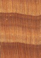 Douglasie (Pseudotsuga menziesii): Querschnitt (ca. 12x) Weit
© Thünen