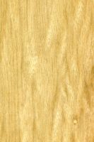 Limba (Terminalia superba, helles Holz) – tangentiale Oberfläche (natürliche Größe)
© von-Thünen-Institut