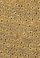 Limba (Terminalia superba, helles Holz): Querschnitt (ca. 12x)
© Thünen