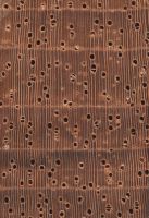 Faro (Daniellia ogea): Querschnitt ca. 10-x
© Thünen-Institut