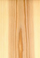 Kiefer (Pinus sylvestris): tangentiale Oberfläche (natürliche Größe)