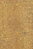 Birke (Betula spp.): Querschnitt (ca. 12x)
© Thünen