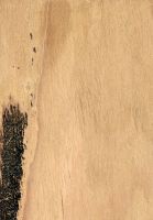 Eukalyptus, (Eucalyptus spp.): tangentiale Oberfläche (natürliche Größe)
© Thünen