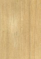 Sen (Kalopanax septemlobus): radiale Oberfläche (natürliche Größe)
© Thünen