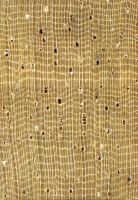 Rubberwood (Hevea brasiliensis): Querschnitt (ca. 12x)
© Thünen