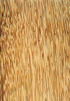 Kokospalme (Cocos nucifera): Mittel (natürliche Größe)
© Thünen