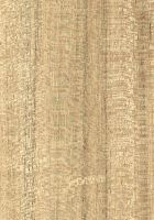 White Seraya (Parashorea spp.): radiale Oberfläche (natürliche Größe)
© Thünen