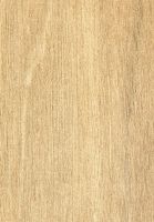 White Seraya (Parashorea spp.): tangentiale Oberfläche (natürliche Größe)
© Thünen