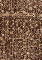 White Seraya (Parashorea spp.): Querschnitt (ca. 12x)
© Thünen