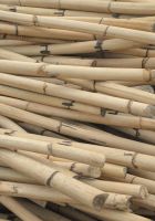 Rattan (Calamus spp.): unbearbeitete Stangen
© Thünen