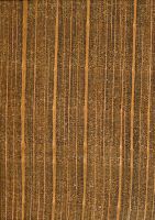 Buche (F. syvatica): Querschnitt (ca. 10x)
© Thünen-Institut