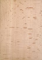 Buche (F. syvatica): radiale Oberfläche (natürliche Größe)
© Thünen