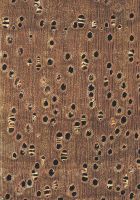 Cedrorana (Cedrelinga cateniformis): Querschnitt (ca. 12x)Querschnitt (ca. 12x)
© Thünen