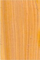 Chakté-viga (Coulteria platyloba): radiale Oberfläche (natürliche Größe)
© Thünen-Institut