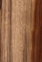 Chechén (Metopium brownei): radiale Oberfläche (natürliche Größe)
© Thünen