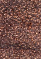 Granadillo (Platymiscium cf. yucatanum): Querschnitt (ca. 12x)
© Thünen