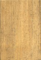 Jabín (Piscidia piscipula): radiale Oberfläche (natürliche Größe)
© Thünen