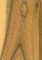 Jabín (Piscidia piscipula): tangentiale Oberfläche (natürliche Größe)
© Thünen