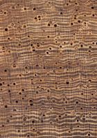 Jabín (Piscidia piscipula): Querschnitt (ca. 12x)
© Thünen