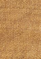 Primavera (Roseodendron donnell-smithii): Querschnitt (ca. 10x)
© Universidad de Guadalajara