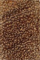 Pukté (Terminalia buceras): Querschnitt (ca. 12x)
© Universidad de Guadalajara
