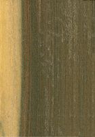 Pukté (Terminalia buceras): radiale Oberfläche (natürliche Größe)
© Thünen