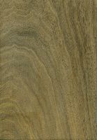 Pukté (Terminalia buceras): tangentiale Oberfläche (natürliche Größe)
© Thünen