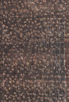 Tzalam (Lysiloma latisiliquum): Querschnitt (ca. 12x)
© Thünen