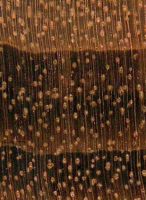 Gonçalo alves (Astronium sp.): Querschnitt (ca. 12x)
© Thünen-Institut