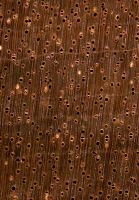 Kasai (Pometia sp.): Querschnitt (ca. 12x)