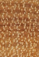 Piquiá (Caryocar glabrum): Querschnitt (ca. 12x)
© Thünen