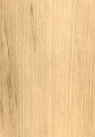 Hickory (Carya alba): radiale Oberfläche (natürliche Größe)
© Thünen