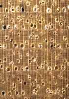 Hickory (Carya alba): Querschnitt (ca. 12x)
© Thünen