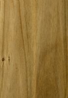 Mangium (Acacia mangium): tangentiale Oberfläche (natürliche Größe)