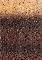 Mangium (Acacia mangium): Querschnitt (ca. 12x)
© Thünen