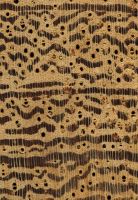 Andira (Andira spp.): Querschnitt (ca. 12x)
© Thünen