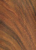 Okan (Cylicodiscus gabonensis): tangentiale Oberfläche (natürliche Größe)
© Thünen