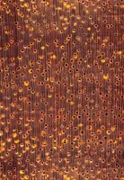 Okan (Cylicodiscus gabonensis): Querschnitt (ca. 12x)
© Thünen