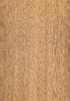 Durian (Durio sp.): radiale Oberfläche (natürliche Größe)