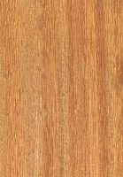 Angelim-pedra (Hymenolobium petraeum): radiale Oberfläche (natürliche Größe)